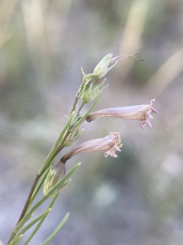 Image of Penstemon laricifolius by (c) Matt Berger, some rights reserved (CC BY)