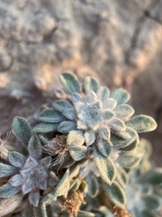 Townsendia spathulata