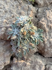 Townsendia spathulata