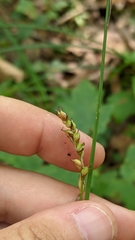 Carex polymorpha