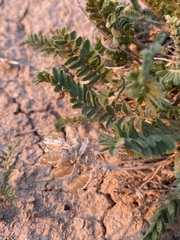 Oxytropis borealis viscida