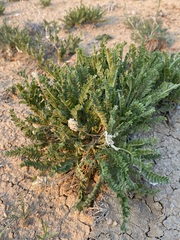 Oxytropis borealis viscida