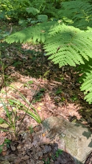 Carex polymorpha