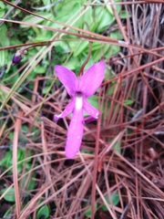 Pinguicula orchidioides