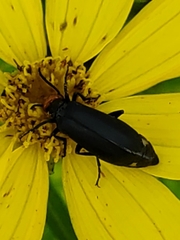Epicauta atrata