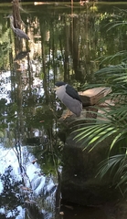 Nycticorax nycticorax