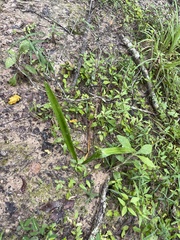 Hymenocallis pygmaea