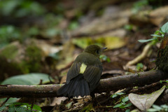 Myiobius sulphureipygius