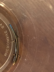 Plestiodon skiltonianus