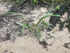 Hymenocallis pygmaea