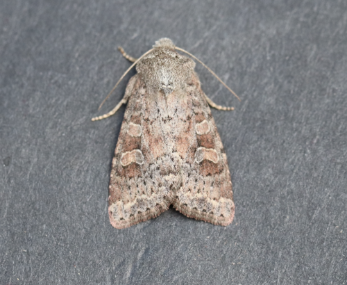 Suspected Moth photo 5
