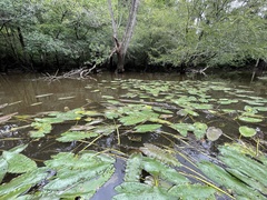 Nuphar sagittifolia