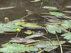 Nuphar sagittifolia