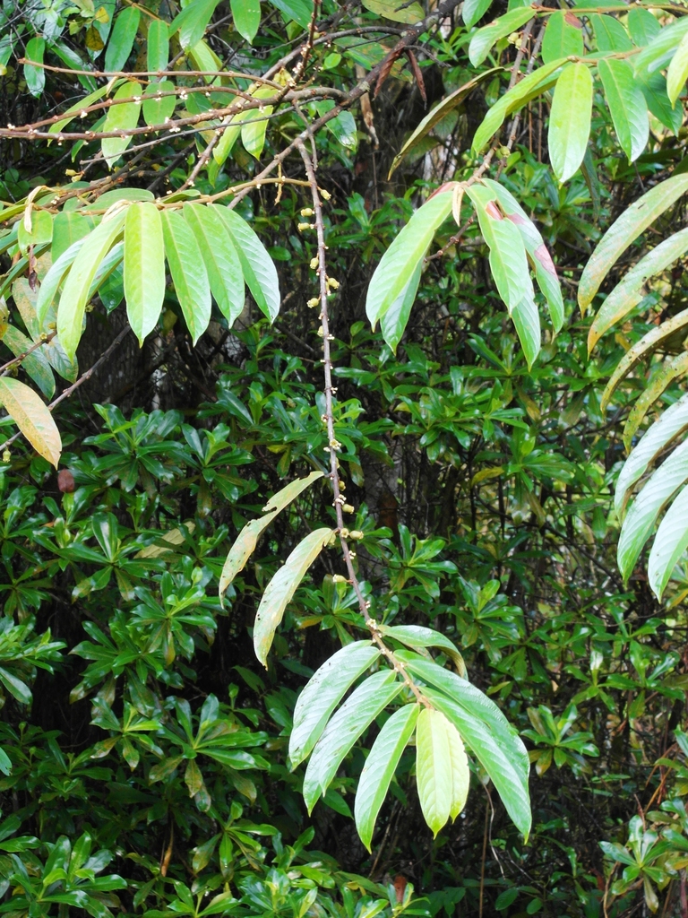 Pellacalyx