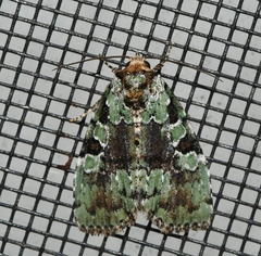 Leuconycta lepidula