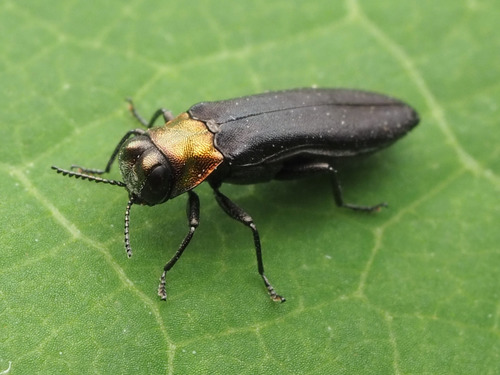 Red-necked Cane Borer photo 2