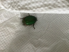 Anomala albopilosa albopilosa