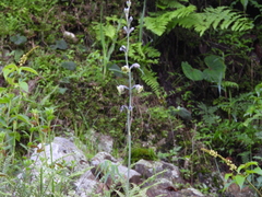Prochnyanthes mexicana