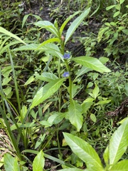 Hydrolea quadrivalvis