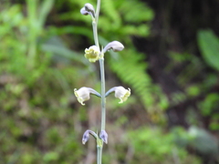 Prochnyanthes mexicana