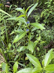 Hydrolea quadrivalvis