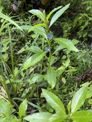 Hydrolea quadrivalvis