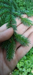 Picea glehnii