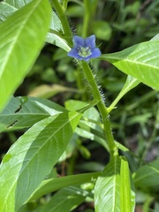 Hydrolea quadrivalvis