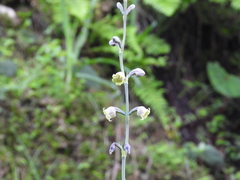 Prochnyanthes mexicana