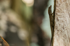 Anolis unilobatus