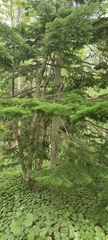 Abies sachalinensis