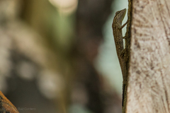 Anolis unilobatus