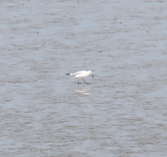 Saundersilarus saundersi