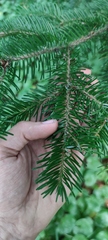 Abies sachalinensis
