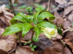 Cardamine enneaphyllos
