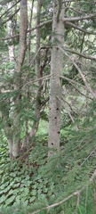 Abies sachalinensis