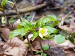 Cardamine enneaphyllos