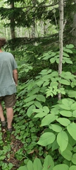 Aralia cordata