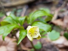 Cardamine enneaphyllos