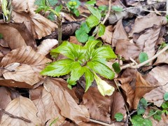 Cardamine enneaphyllos