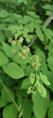 Aralia cordata