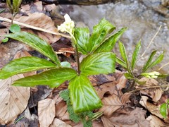 Cardamine enneaphyllos