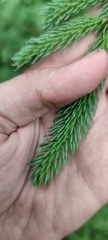 Picea glehnii