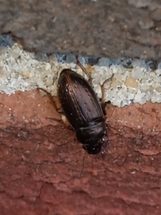 Selenophorus