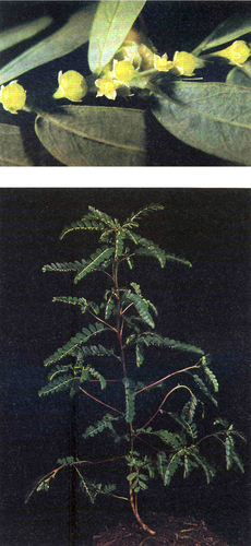 Phyllanthus amarus