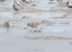 Calidris acuminata