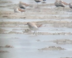 Calidris acuminata