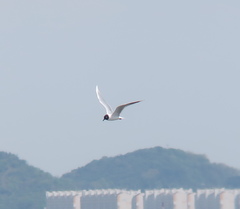 Saundersilarus saundersi