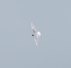 Saundersilarus saundersi