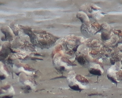 Calidris canutus